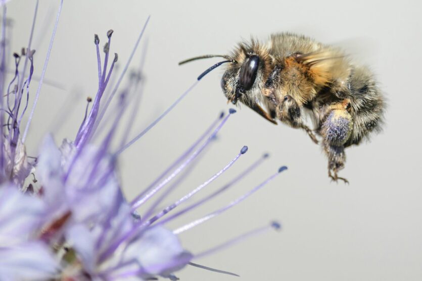 Stapelfelder Fototage 2024: Wildbiene und Blüte