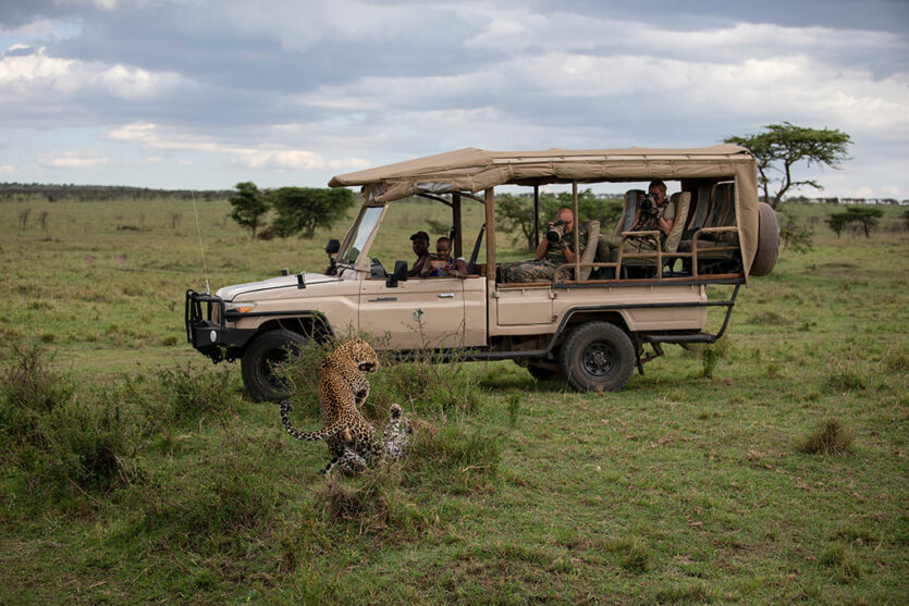 Leoparden in der Maasai Mara