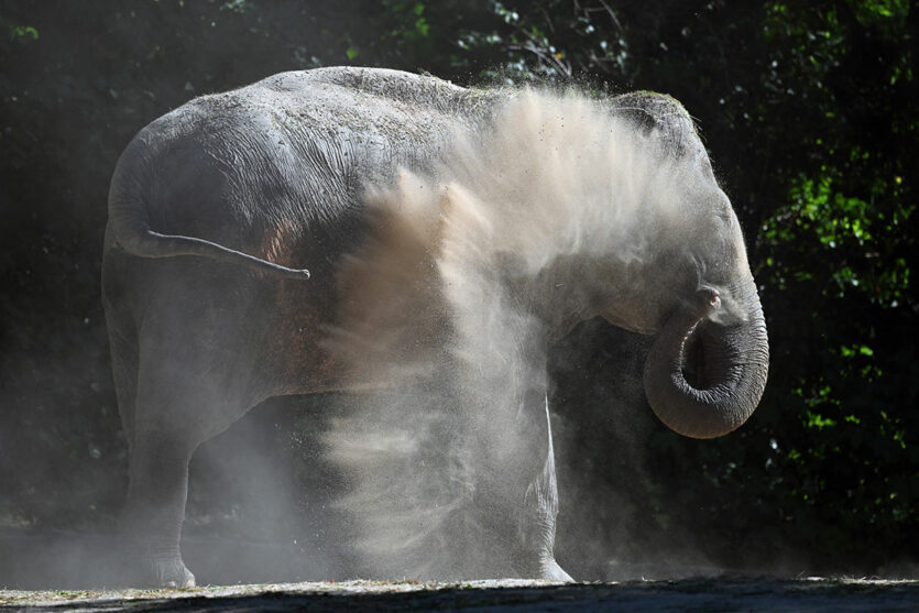 Elefant mit „Sandexplosion“
